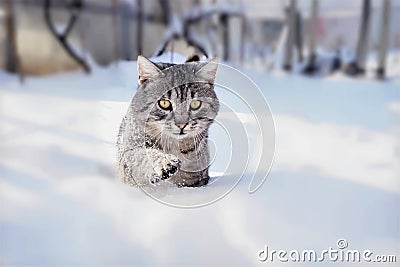 Tomcat in the snow Stock Photo
