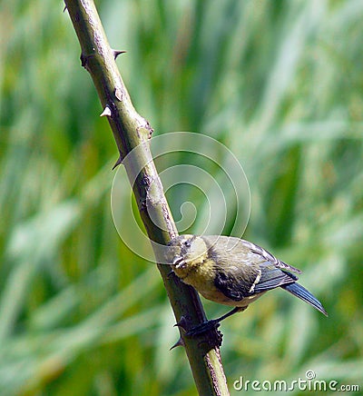 Tomtit Stock Photo