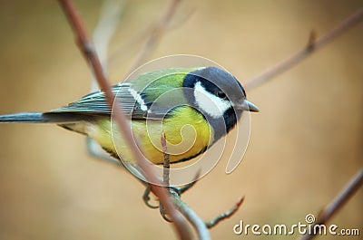 Tomtit bird Stock Photo