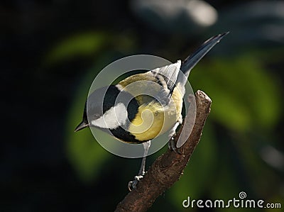 Tomtit on the branch Stock Photo