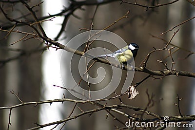 Tomtit on a branch Stock Photo