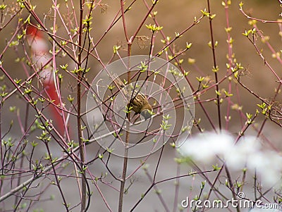 Tomtit on a branch Stock Photo