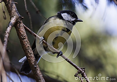 Tomtit on branch of tree Stock Photo