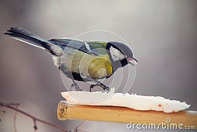 Tomtit eating fat on a birdfeeder Stock Photo