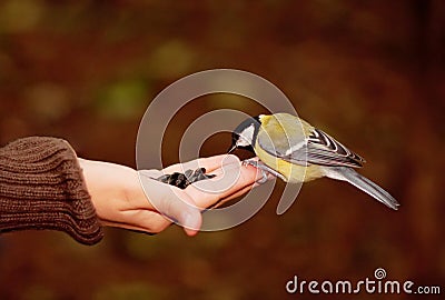 Tomtit eating seeds on a hand Stock Photo