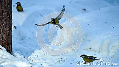 Tomtit is flying. Stock Photo