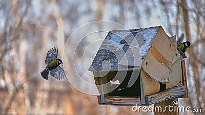 Tomtit is flying. Stock Photo