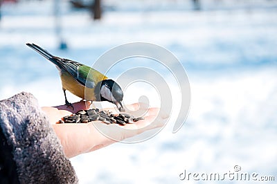 Tomtit on a hand Stock Photo