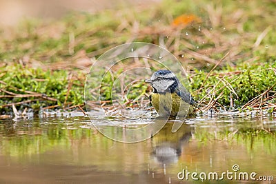 Tomtit Stock Photo