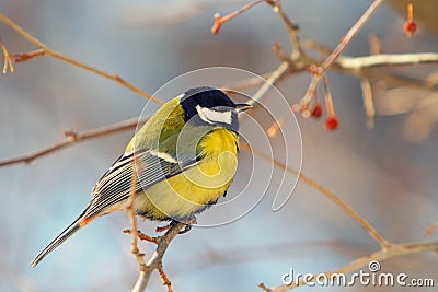 Tomtit perched on a branch Stock Photo