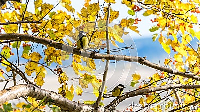 Tomtit sits on the tree, Tomsk. Stock Photo