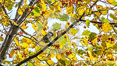 Tomtit sits on the tree, Tomsk. Stock Photo