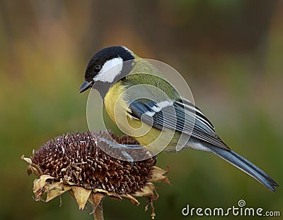 Tomtit and Sunflower Stock Photo