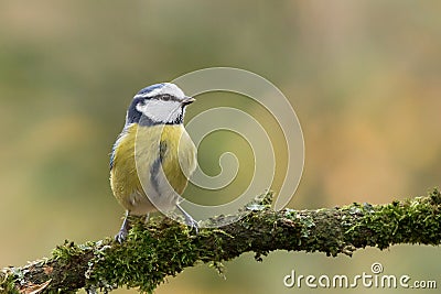 Tomtit Stock Photo