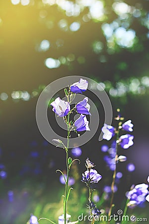 Toned cluster of big Bluebell or Campanula persicifolia, Stock Photo