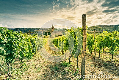 Toned image of Slovenia vineyard and countryside Stock Photo