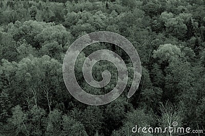 Toned nature background made of a lot of trees with leaves on summerday. Stock Photo