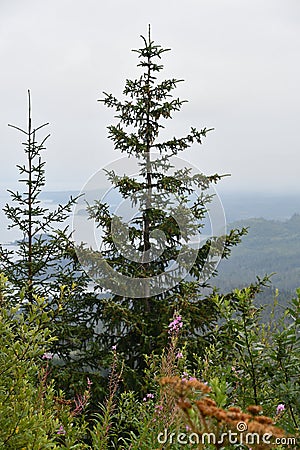 Tongass National Forest at the top of Hoonah Mountain in Icy Strait, Alaska Stock Photo