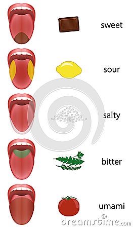 Tongue Map Taste Zones Tongue Vector Illustration