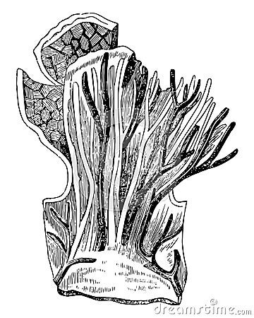 Tongue Papillae Section, vintage illustration Vector Illustration