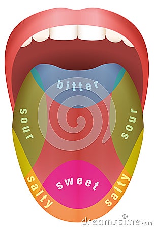 Tongue Taste Areas Vector Illustration