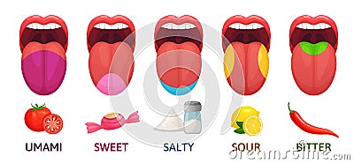 Tongue taste areas. Sweet, bitter and salty tastes. Umami and sour taste receptors diagram cartoon vector illustration Vector Illustration