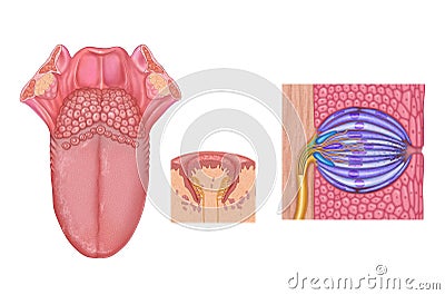 Tongue and taste buds Stock Photo