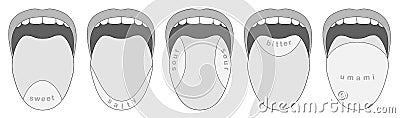 Tongue Taste Buds Five Taste Areas Vector Illustration