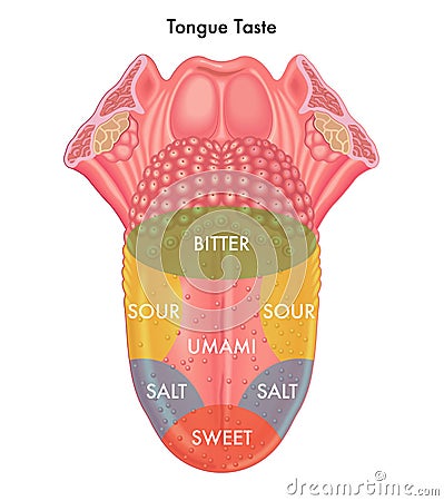 Tongue taste Vector Illustration