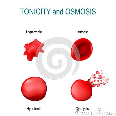 Tonicity is a measure of the osmotic pressure in red blood cells. isotonic, hypertonic; hypotonic, cytolysis Vector Illustration