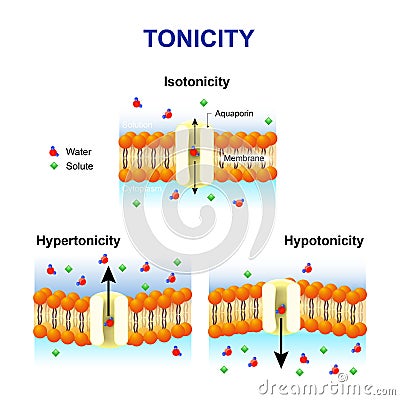 Tonicity and osmosis. Cell membrane and aquaporin. Vector Illustration