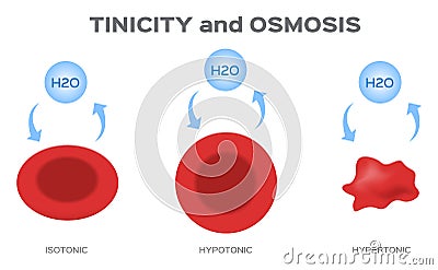 Tonicity and osmosis on red blood cell Vector Illustration