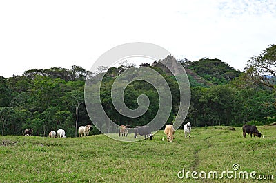 Tonina archeological site in Ocosingo, Chiapas Stock Photo