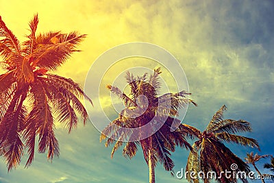 By toning vintage palm trees Stock Photo