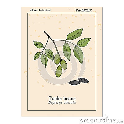 Tonka beans Dipteryx odorata , aromatic and medicinal plant Vector Illustration