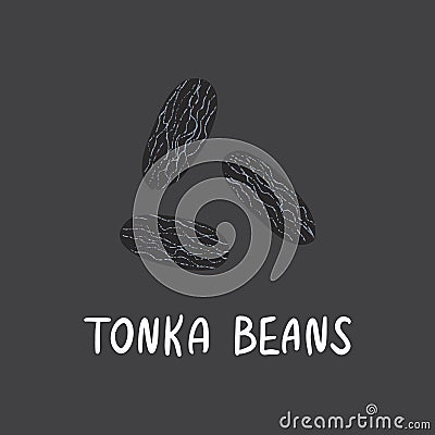 Tonka beans with lettering. Flat hand drawn spice for desserts. Vector Illustration