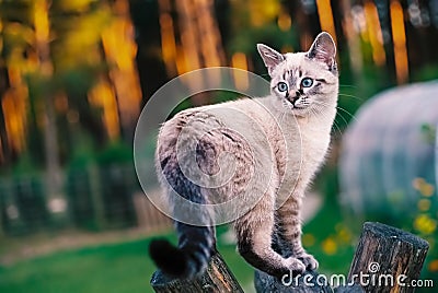 Tonkinese cat on a wooden swing Stock Photo