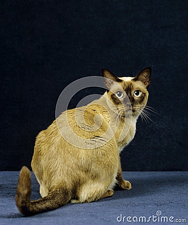 Tonkinese Domestic Cat, Female sitting against Black Background Stock Photo