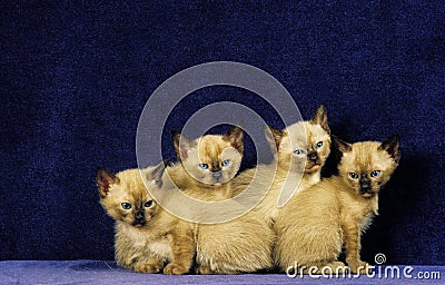 Tonkinese Domestic Cat, Kitten sitting against Blue Background Stock Photo
