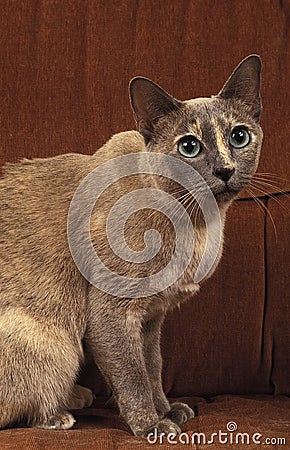 Tonkinese Domestic Cat sitting Stock Photo