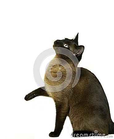 Tonkinese Domestic Dat sitting against White Background Stock Photo