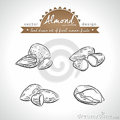 Tonsil. Hand drawn collection of vector sketch detailed fresh fruits. Isolated Vector Illustration