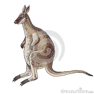 Toolache wallaby extinct animal sketch Vector Illustration