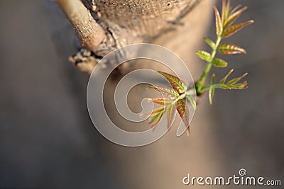 Toon Sprouts on branches in spring Stock Photo