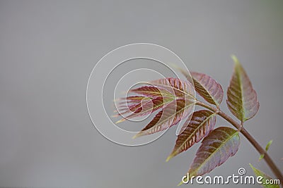 Toon young leaves in spring Stock Photo