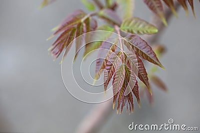 Toon young leaves in spring Stock Photo