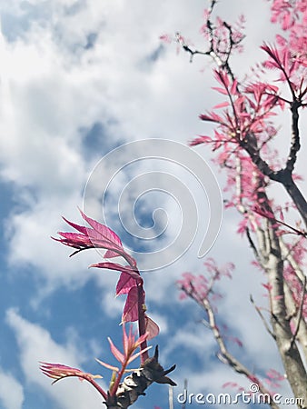 Toona sinensis `Flamingo` bright pink leaves with blue sky background. Stock Photo