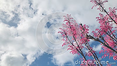 Toona sinensis `Flamingo` pink leaves tree with sky background. Stock Photo