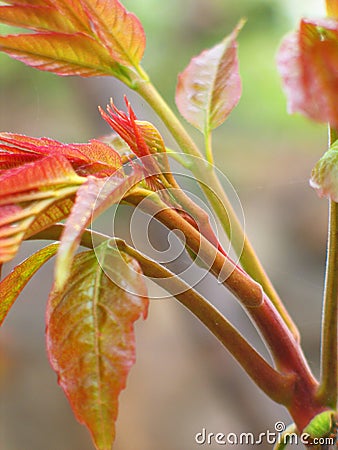 Toona sinensis leaves Stock Photo