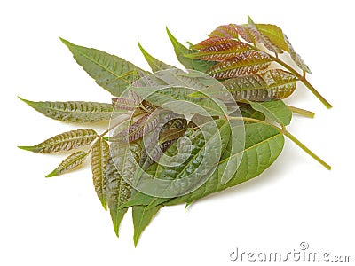 Toona sinensis Stock Photo